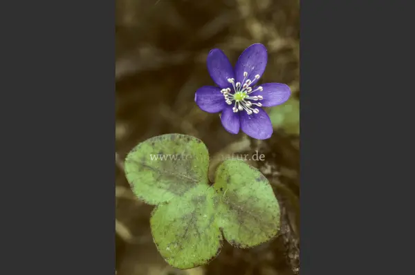 Fokus-Natur Bild