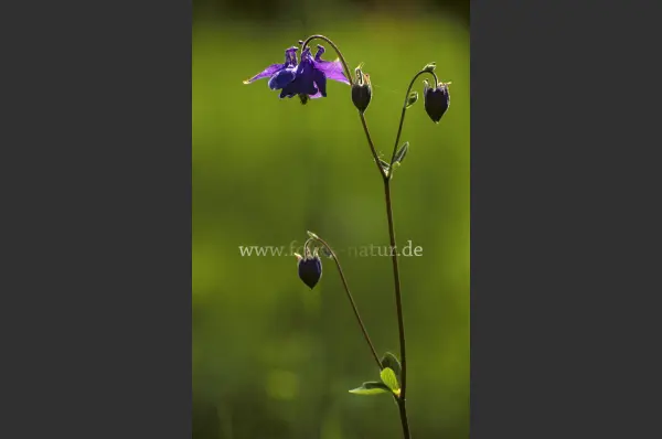 Fokus-Natur Bild