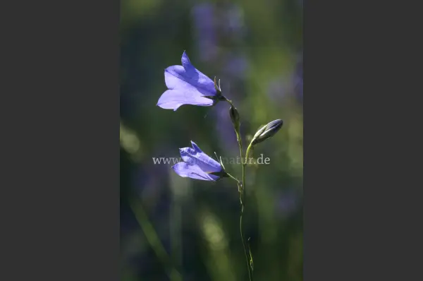 Fokus-Natur Bild