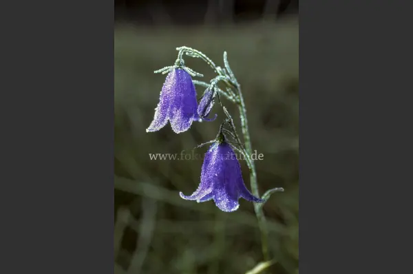 Fokus-Natur Bild
