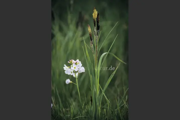 Fokus-Natur Bild