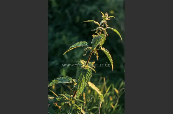 Fokus-Natur Bild