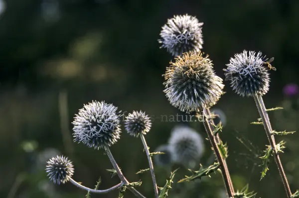 Fokus-Natur Bild