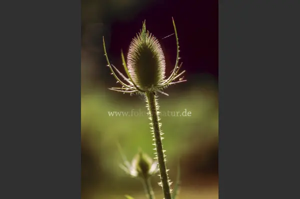Fokus-Natur Bild