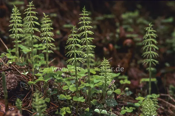 Fokus-Natur Bild