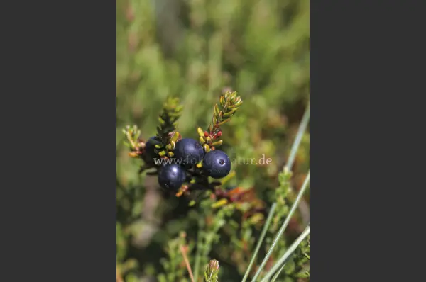 Fokus-Natur Bild