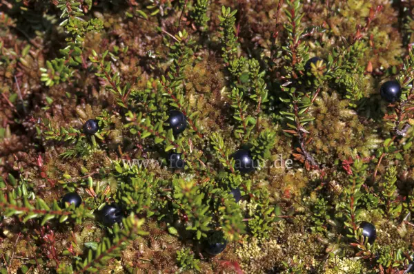 Fokus-Natur Bild