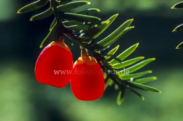 Fokus-Natur Bild