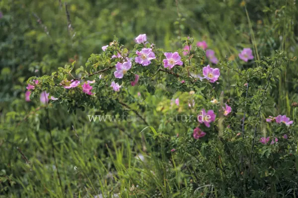 Fokus-Natur Bild