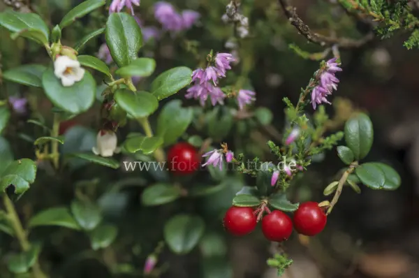 Fokus-Natur Bild