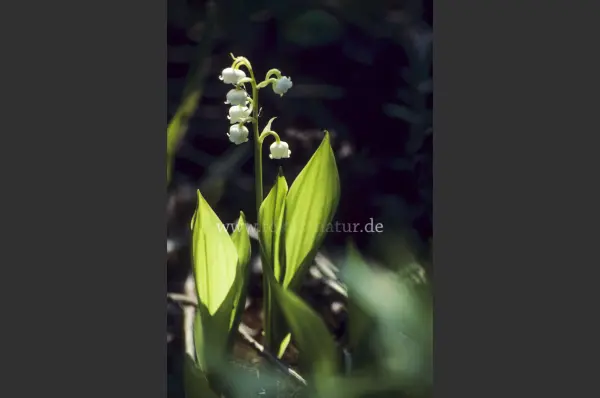 Fokus-Natur Bild