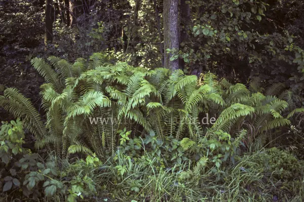 Fokus-Natur Bild