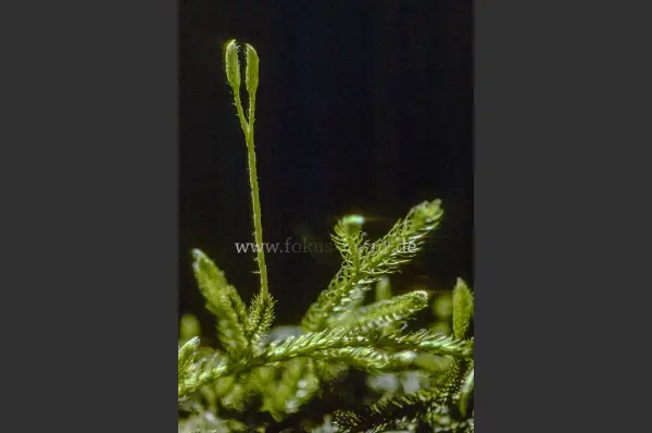 Fokus-Natur Bild