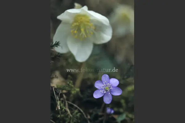 Fokus-Natur Bild