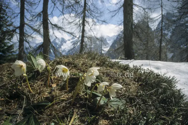Fokus-Natur Bild
