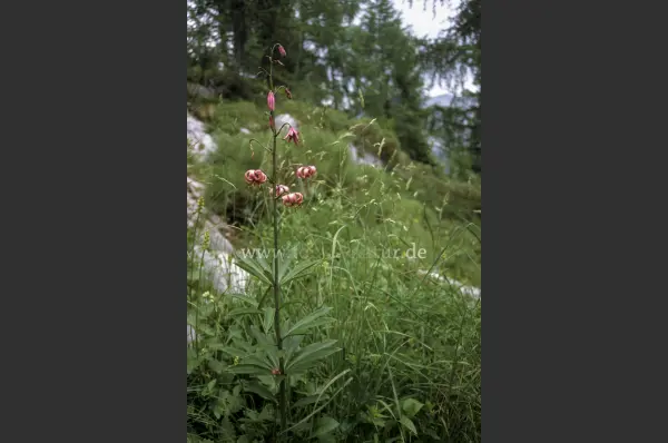 Fokus-Natur Bild