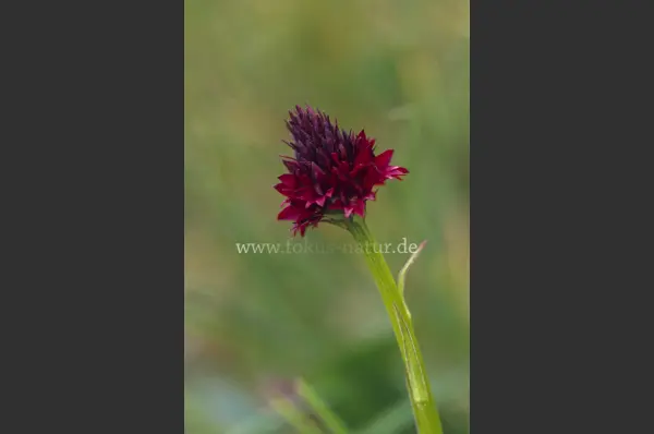 Fokus-Natur Bild