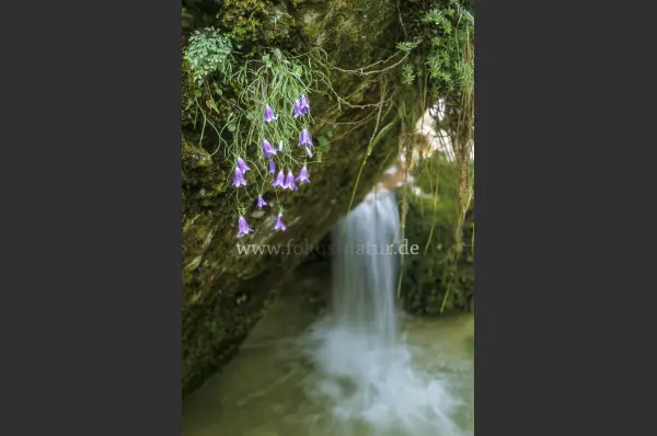 Fokus-Natur Bild