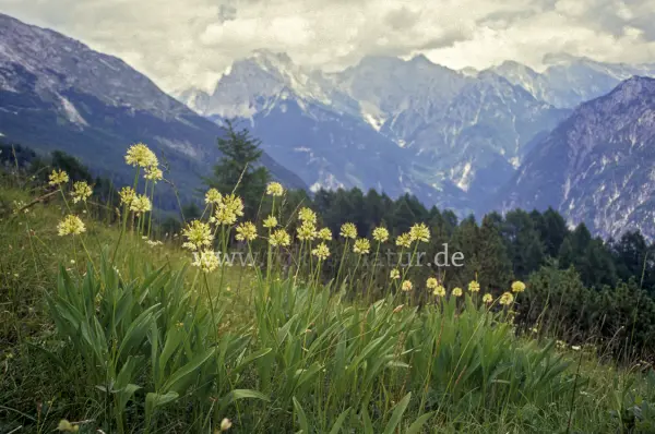 Fokus-Natur Bild