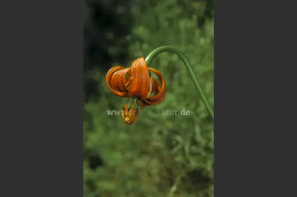 Fokus-Natur Bild
