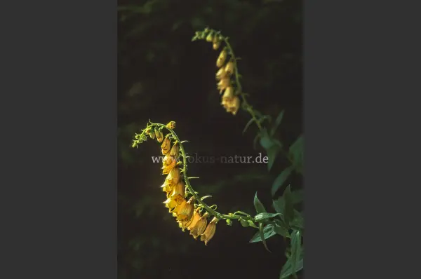 Fokus-Natur Bild