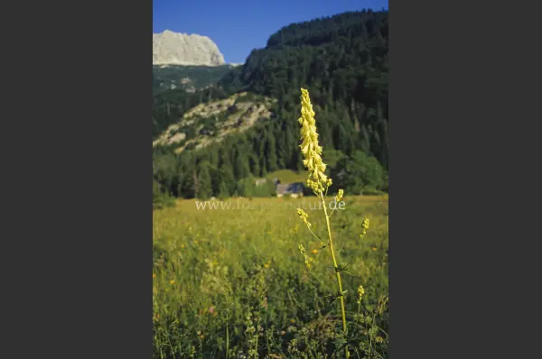 Fokus-Natur Bild