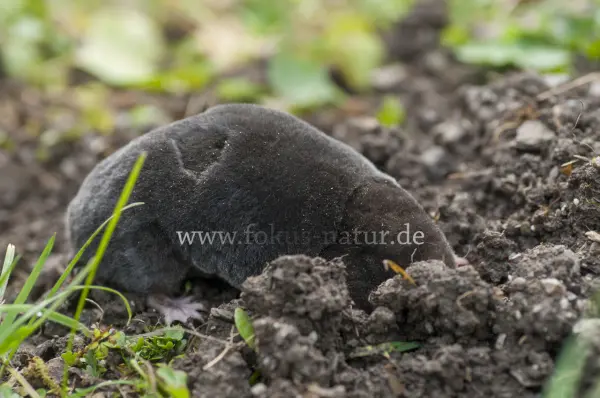 Fokus-Natur Bild