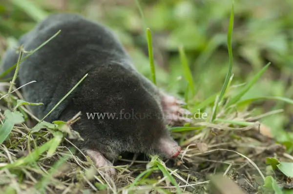 Fokus-Natur Bild