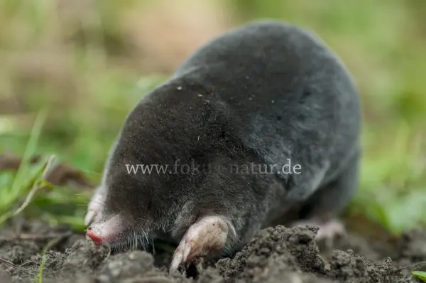 Fokus-Natur Bild