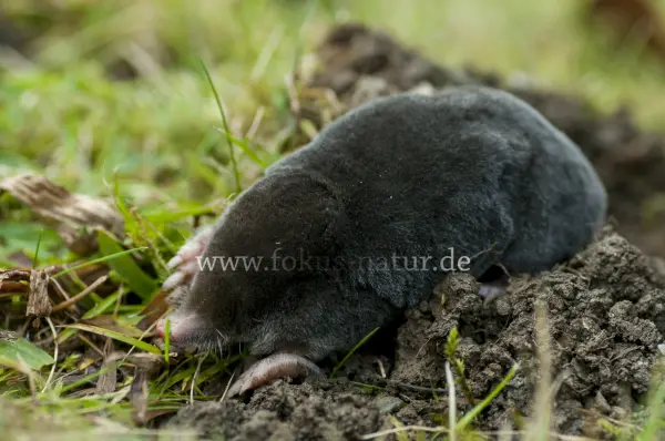 Fokus-Natur Bild