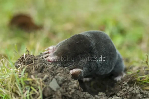 Fokus-Natur Bild