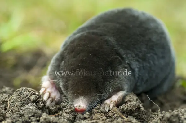 Fokus-Natur Bild