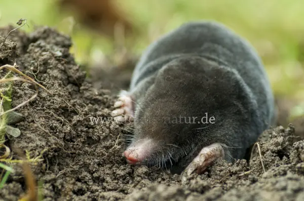Fokus-Natur Bild