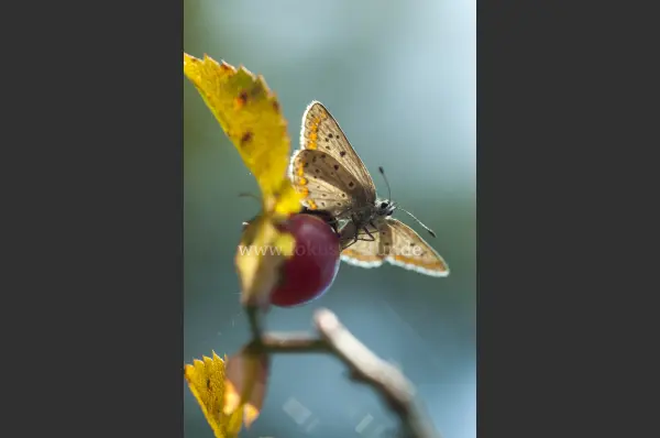 Fokus-Natur Bild