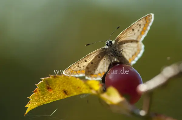 Fokus-Natur Bild