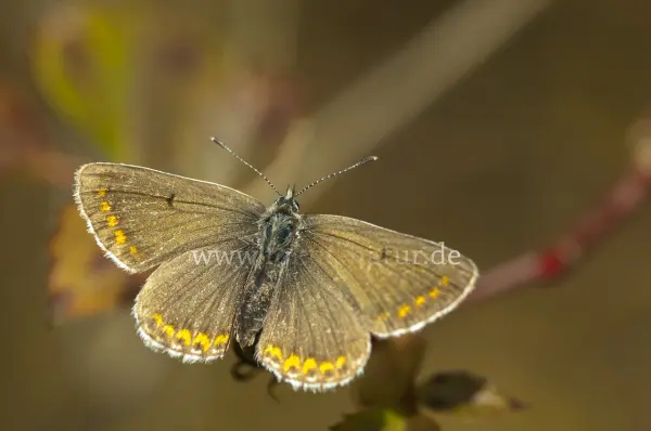 Fokus-Natur Bild