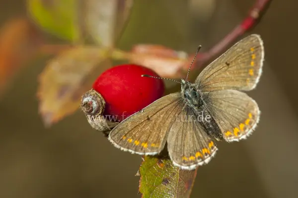 Fokus-Natur Bild