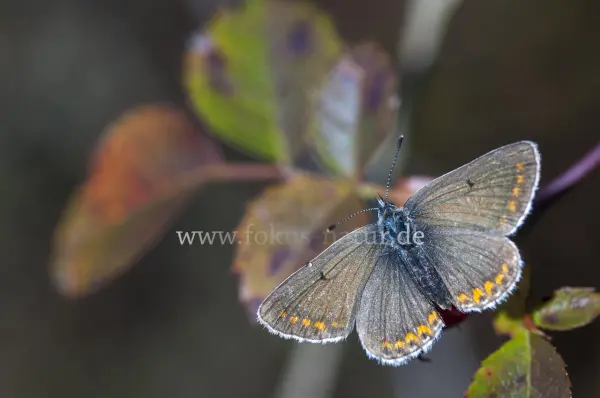 Fokus-Natur Bild