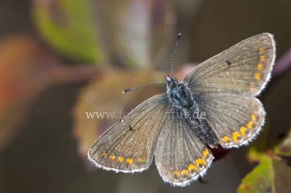 Fokus-Natur Bild