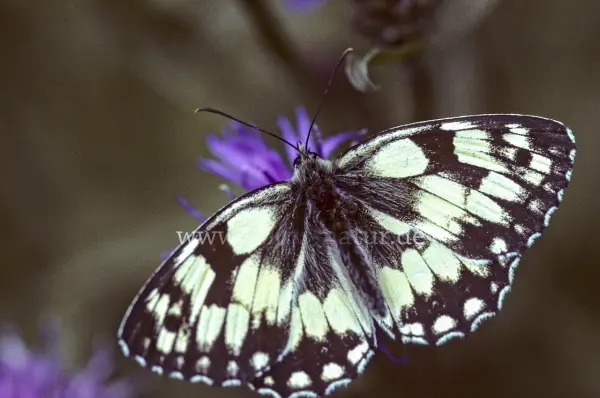 Fokus-Natur Bild