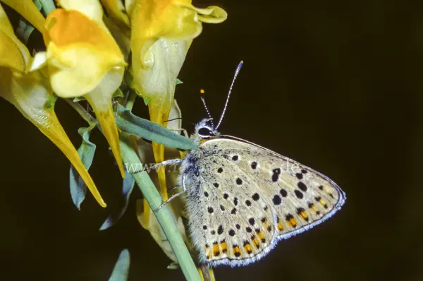 Fokus-Natur Bild