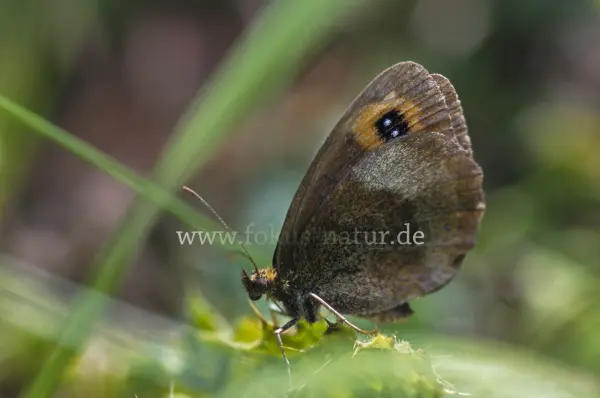 Fokus-Natur Bild