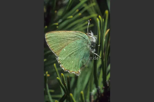 Fokus-Natur Bild