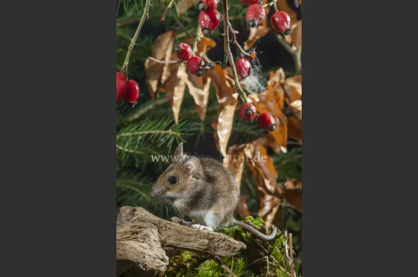 Fokus-Natur Bild