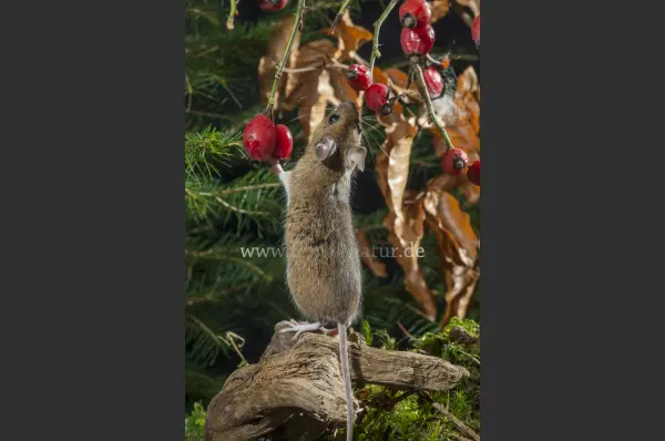 Fokus-Natur Bild