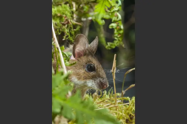 Fokus-Natur Bild