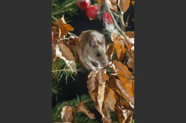 Fokus-Natur Bild