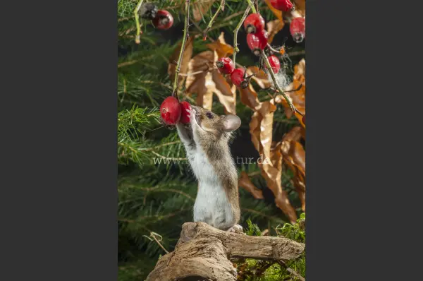 Fokus-Natur Bild