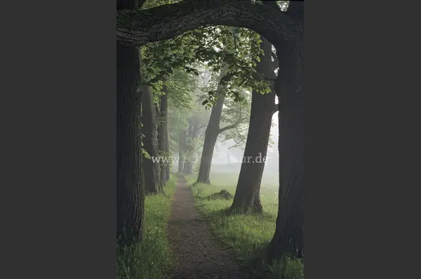 Fokus-Natur Bild