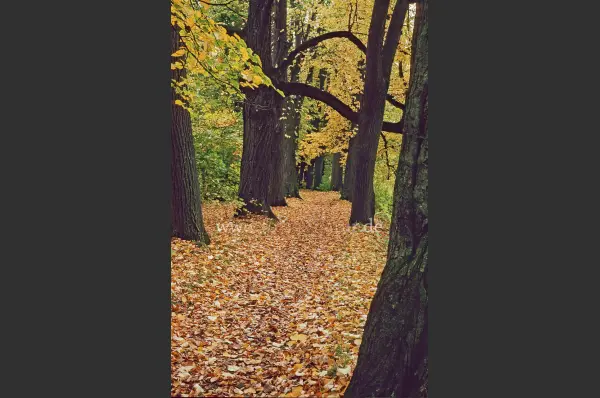 Fokus-Natur Bild